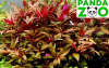  Альтернантера рейнеки вариегата Alternanthera reinecki variegated L017