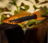 Меченосец Кубинский (Xiphophorus helleri Red Black Tuxedo)