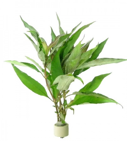 Гигрофила "Лимонник"  (Hygrophila corymbosa)