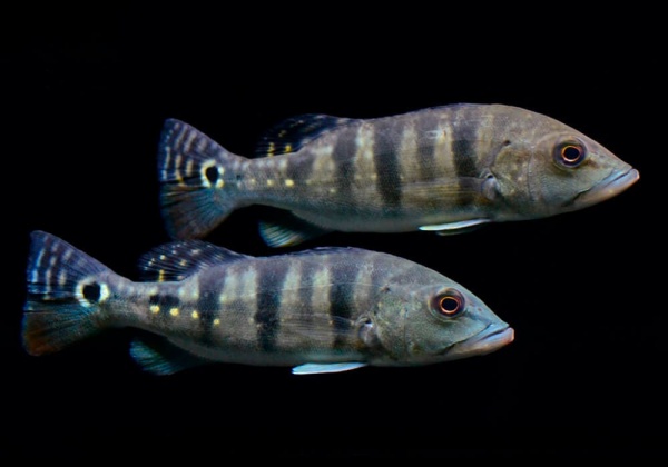 ЦИХЛА АЗУЛ  (Cichla Azul piquiti) 4-4,5 см