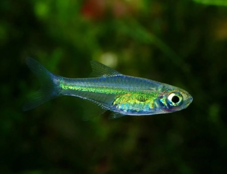 Микрорасбора Кубота (Microdevario kubotai) 1,1-1,2 м