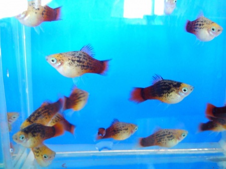 Пецилия красно белая ситцевая (Xiphophorus maculatus white & red calico Platy)