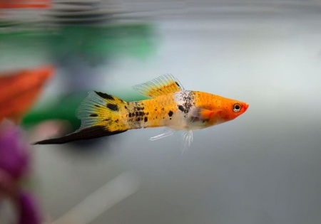 Меченосец Геллера кои ситец (Xiphophorus helleri Calico Koi)