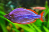 Радужница Неоновая (Melanotaenia Praecox)