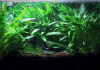 Криптокорина парва (Cryptocoryne parva)