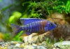 Цихлида Аулонокара красноплечий павлин (Aulonocara Hansbaenschi - Red shoulder peacock)