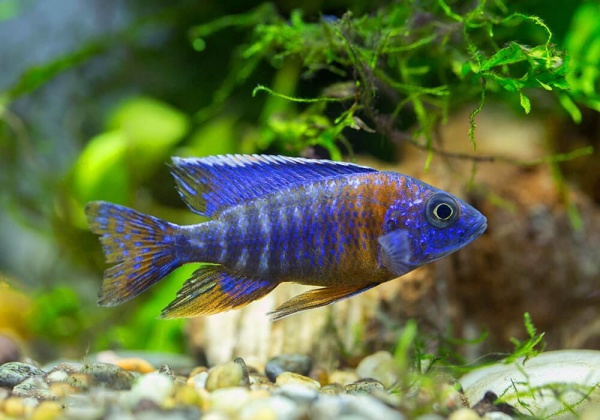 Цихлида Аулонокара красноплечий павлин (Aulonocara Hansbaenschi - Red shoulder peacock)