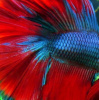 Петушок Халф Мун двухвостый биколор самец (Betta male Halfmoon duble redTail)