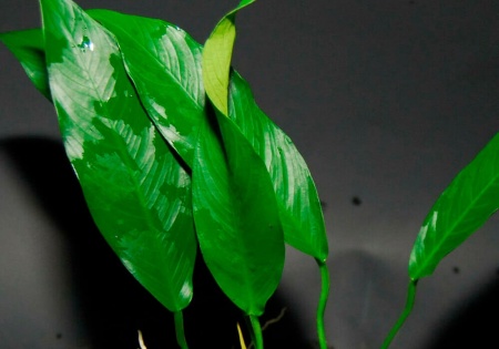 Анубиас ланцетовидный лансеолата копьевидный (Anubias lanceolata)