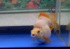Риукин белый короткохвостый (Goldfish Ryukin white short tail)