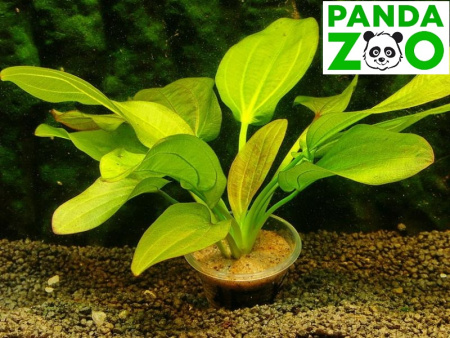 Echinodorus Harbich rot- Эхинодорус Харбик Красный E155