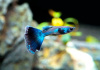 Гуппи синий московский (Guppy Moscow Blue)