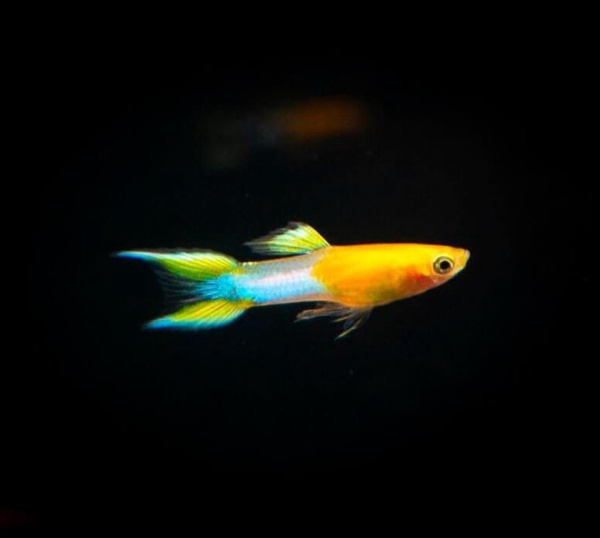 Гуппи Эндлера голубое золото (Guppy) Самец
