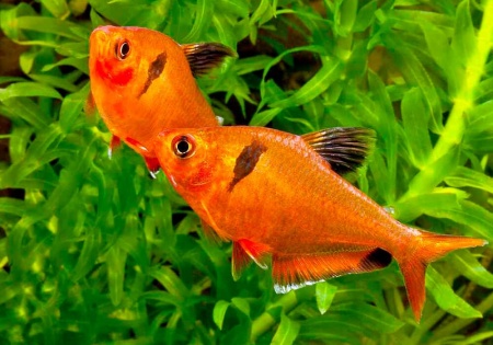 Тетра Серпас  Минор (Hyphessobrycon Callistus)