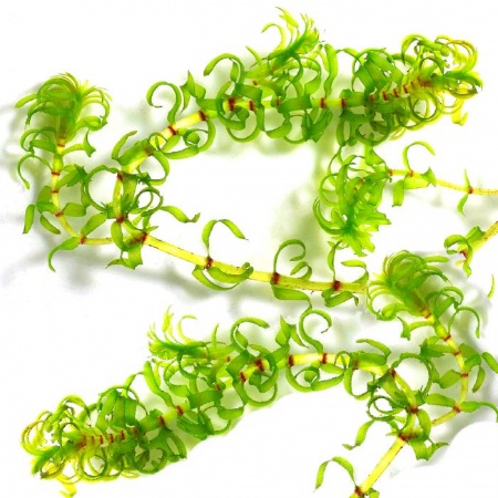 Лагаросифон курчавый (Lagarosiphon miscoides)