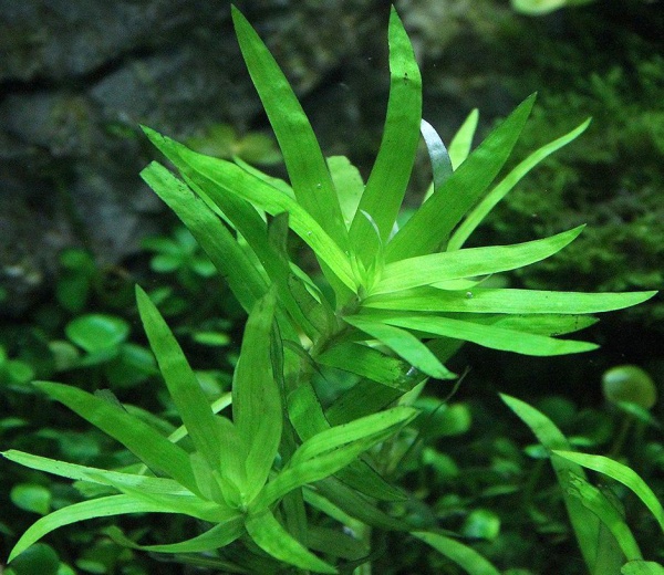 Гетерантера остролистная (Heteranthera zosterifolia)