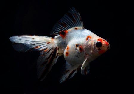 Риукин ситцевый с широким хвостом (Goldfish Ryukin calico broad tail)