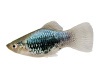 Пецилия синий смокинг (Xiphophorus maculatus blue tuxedo Platy)