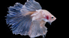 Петушок ХалфМун Дамбо белый самец  (betta dambo elephant ear white)