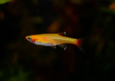 Кардинал золотой (Tanichthys albonubes gold) 2 см 