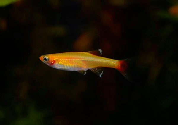 Кардинал золотой (Tanichthys albonubes gold) 2 см 