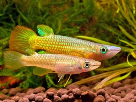 Аплохейлус линеатус (лат. Aplocheilus lineatus) Золотая щучка