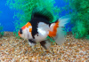 Риукин трехцветный (Goldfish Ryukin tricolour broad tai)