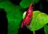 Креветка Красный огонь (Neocaridina heteropoda Fire Red)  ЯРКИЕ