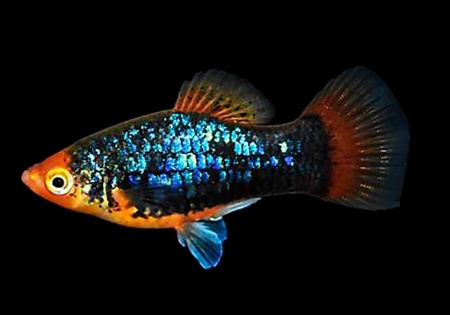 Пецилия черная (Xiphophorus variatus Black Platy)