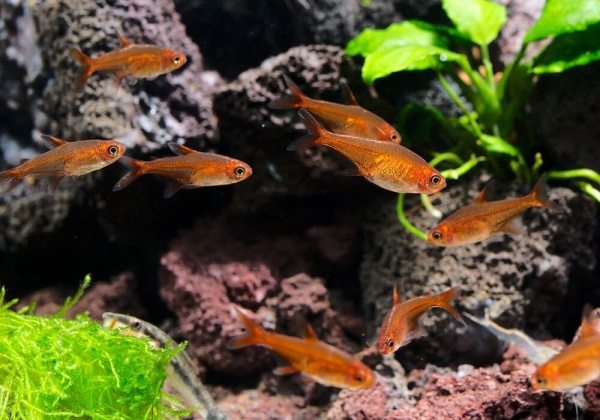 Тетра Аманда (Hyphessobrycon Amandae) 1,8  см