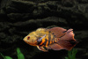 Цихлида  Астронотус вуалевый тигровый (astronotus-ocellatus-long-finned)