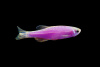 Данио рерио Глофиш фиолетовый (Danio rerio glofish)