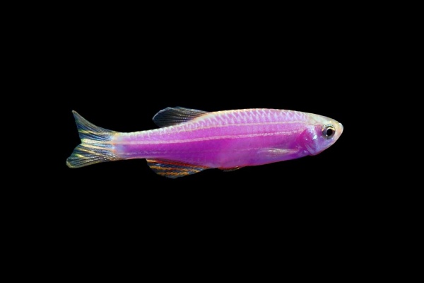 Данио рерио Глофиш фиолетовый (Danio rerio glofish)