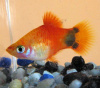 Пецилия солнечная Микки Маус  (Xiphophorus maculatus sunburst Mickey Mouse Platy)