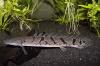 Полиптерус Дельгези (Polypterus delhezi) 5-7 см