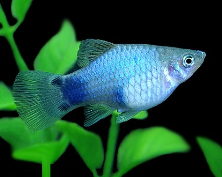 Пецилия голубая Микки Маус  (Xiphophorus maculatus blue Mickey Mouse Platy)