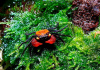 Краб Красный Дьявол (Geosesarma sp. hagen)
