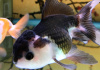 Оранда панда (Goldfish Oranda panda)