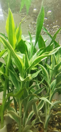 Драцена (Dracaena sanderina)
