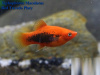 Пецилия красный смокинг (Xiphophorus maculatus toxedo red Platy)