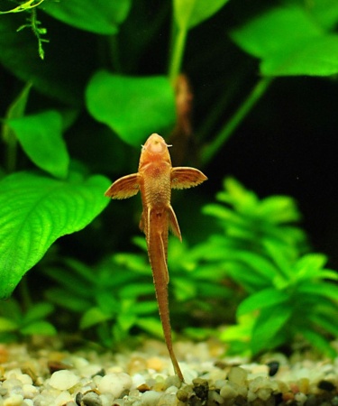 Лорикария красная (Rhineloricaria lanceolata) Сом