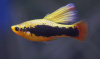 Пецилия Гавайская (Xiphophorus variatus Hawaiian)