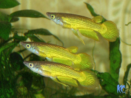 Аплохейлус линеатус (лат. Aplocheilus lineatus) Золотая щучка