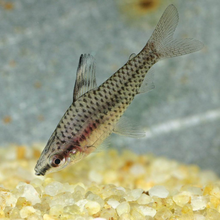Хилодус Пятнистый  (Chilodus punctatus)  3,5-4 см