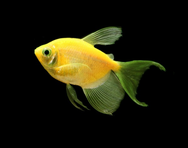 Тернеция Glo Fish Желтая (Gymnocorymbus ternetzi)  1,5-2 см