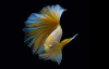 Петушок Халф Мун золотой самец( Betta male Halfmoon gold)