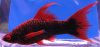 Меченосец Геллера черный Красноплавничный (Xiphophorus helleri Black)