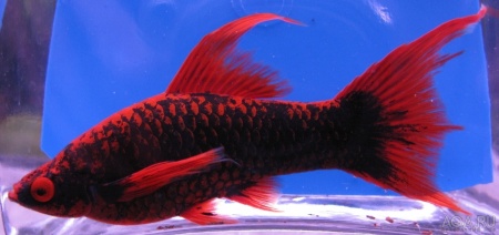 Меченосец Геллера черный Красноплавничный (Xiphophorus helleri Black)