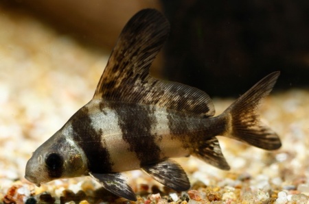 Парусник китайский чукучан (Myxocyprinus asiaticus)