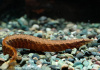 Мастацембел Кофейный (Mastacembelus Circumcinctus) 7-8 см